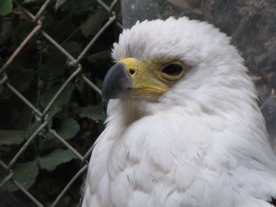 eagle