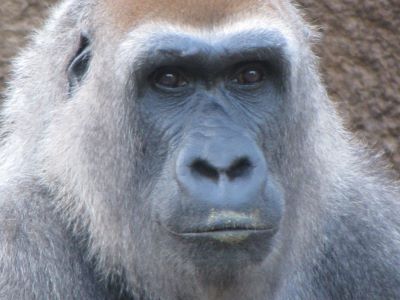 gorilla