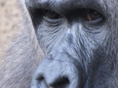 gorilla