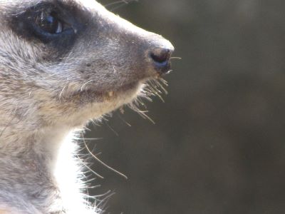 meerCat
