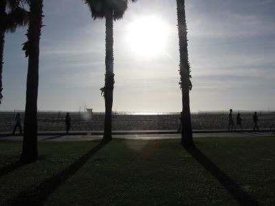 palms