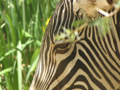 zebra