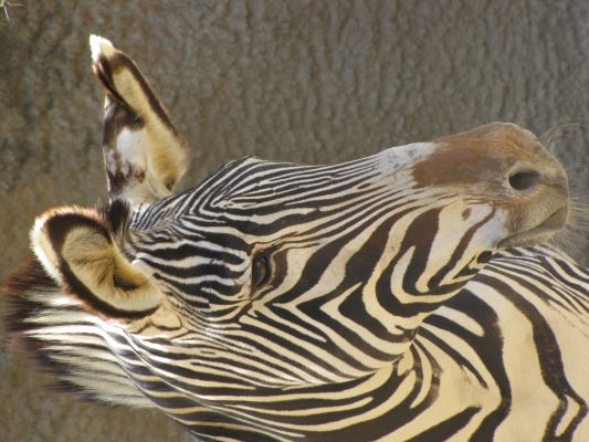 zebra